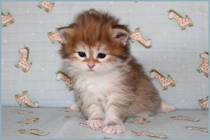 Female Siberian Kitten from Deedlebug Siberians